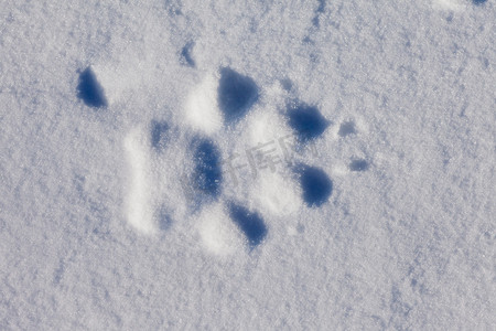 在雪狼轨道