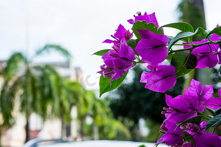 新加坡一条街上拍的背景照片上，紫色的小花与掌心的特写
