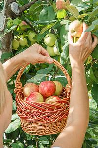 女园丁拿着一个柳条篮子, 在夏天的时候从树上摘下成熟的苹果。.