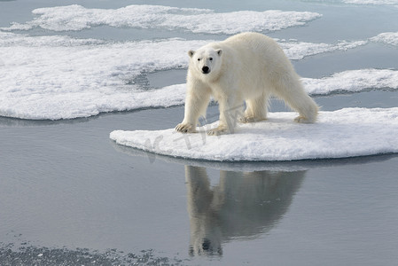 北极冰原上的野生北极熊