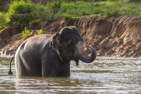 大象在河里洗澡 