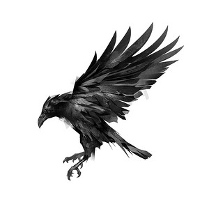 在白色背景上飞的黑乌鸦的素描