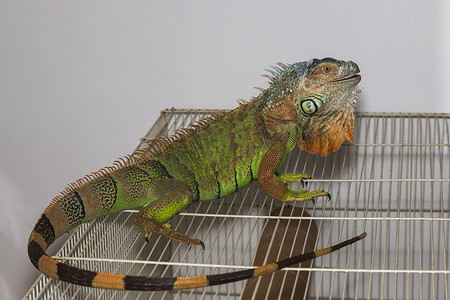 绿色的鬣蜥-伊瓜纳鬣蜥-生活在笼中的家庭环境中。这张照片的背景是白色的.