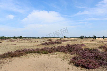 美丽的紫色草丛。荷兰国家公园里盛开的石南地。美丽的紫色地毯,石榴花,干草,戏剧化的云天.荷兰的植物