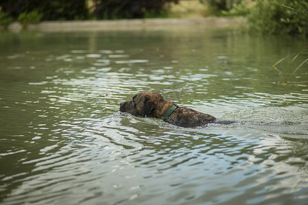 救生犬训练游泳和取水球.
