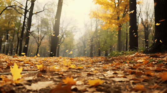 秋季节气图摄影照片_秋天的树林摄影图