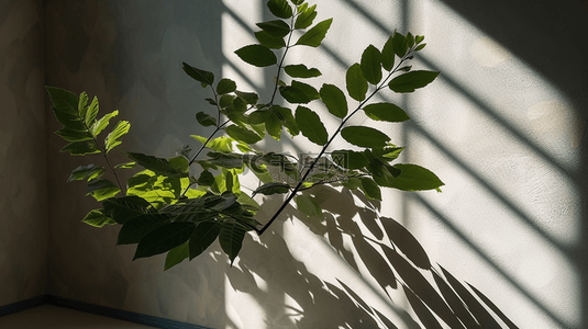 黑白植物插图背景图片_现实阴影覆盖模拟在表面上
