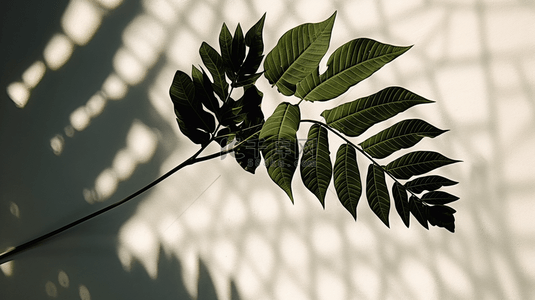 黑白植物插图背景图片_现实阴影覆盖模拟在表面上