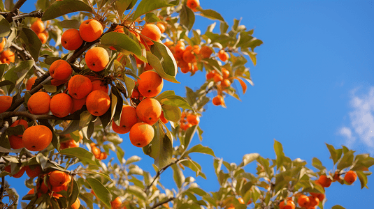 迷彩柿子摄影照片_柿子树上的小柿子