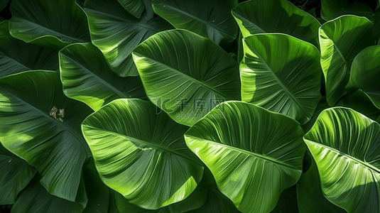 热带植物叶子背景图片_空白的白色角落，带有热带叶子的阴影。