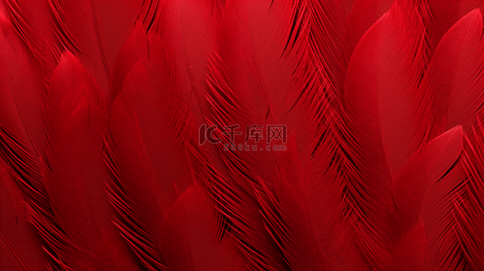 红黑简约背景图片_红孔雀羽毛在黑色背景下的大景拍摄。