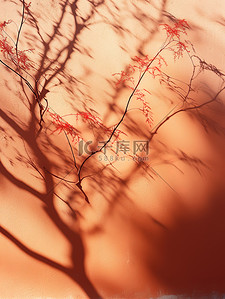 照耀背景图片_阳光照耀红墙树枝阴影19