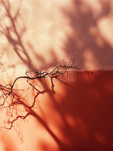 阳光照耀红墙树枝阴影20