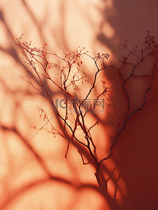 阳光照耀红墙树枝阴影9