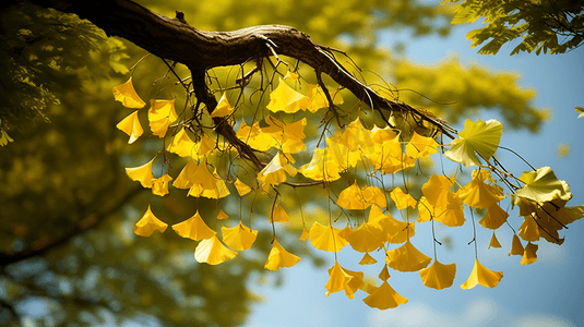 秋天金色银杏叶背景