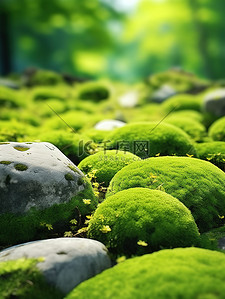 苔藓覆盖地面绿草背景16