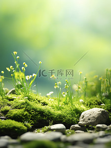 清新小草背景图片_苔藓覆盖地面绿草背景6