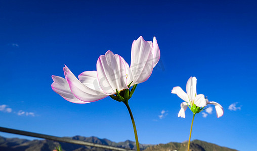 桑花摄影照片_天空下的格桑花摄影图