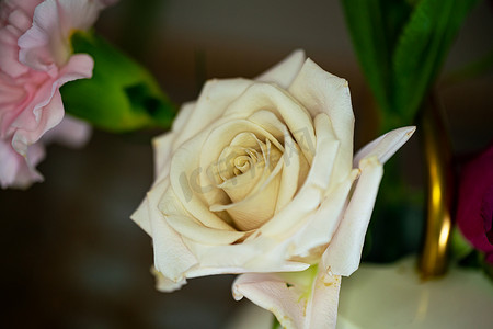 白色玫瑰花朵