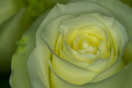 玫瑰摄影照片_白色黄色玫瑰花朵
