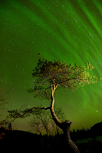 湖人科比摄影照片_俄罗斯科拉半岛希比尼山脉多角湖的夜晚树上的北极光