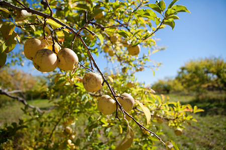 农用地摄影照片_树上的苹果