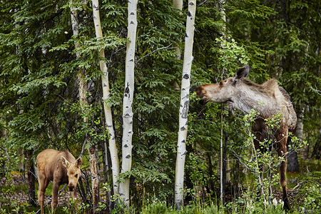 创意宝宝辅食摄影照片_以树叶为食的小驼鹿和母驼鹿美国阿拉斯加德纳利国家公园