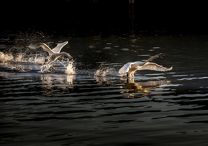 湖水鸟摄影照片_飞翔的天鹅意大利伦巴第皮埃蒙特的马焦雷湖