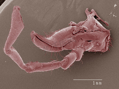 昆虫之家摄影照片_家蟋蟀嘴部的彩色扫描电子显微镜