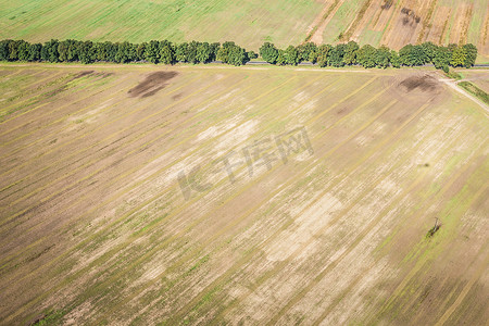 从空中俯瞰德国勃兰登堡韦尔佐田野中的一排排树木