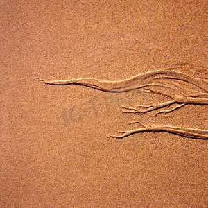 沙中的植物浮雕