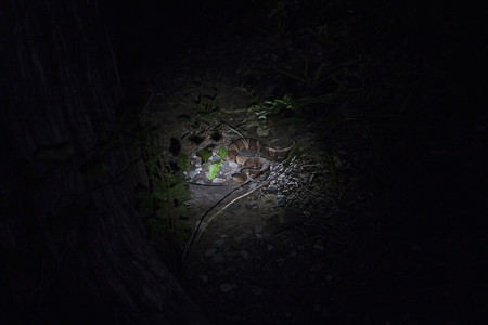 森立印第安背景摄影照片_美国俄克拉何马州印第安马州威奇托山国家野生动物保护区夜间的铜斑蛇