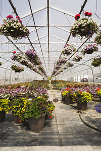 花草吊篮摄影照片_商业温室里有一排排混合的开花植物吊篮里的矮牵牛容器里的红天葵和天竺葵花