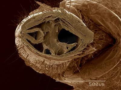 轮虫摄影照片_轮虫口部横截面扫描电子显微镜