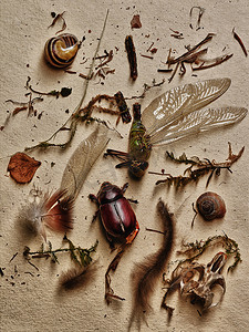 昆虫和其他来自大自然的元素