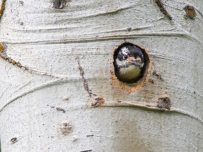 美国怀俄明州黄石国家公园啄木鸟在白桦树洞外凝视