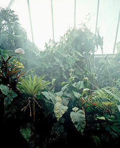 雨下的森林摄影照片_动物园里的热带植物