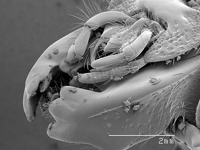 扫描电子显微镜摄影照片_金龟科甲虫的口器扫描电子显微镜