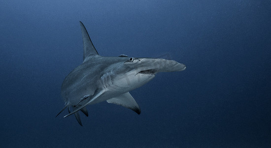 嘴唇标签摄影照片_美国佛罗里达州朱庇特大锤头鲨的水下景观