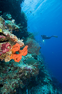 东南亚人摄影照片_珊瑚礁