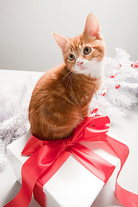 圣诞礼盒上的小猫
