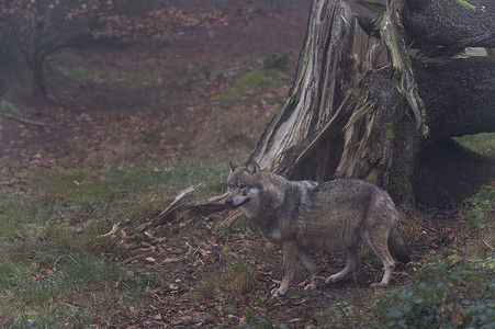 德国巴伐利亚州巴伐利亚森林国家公园倒下的灰狼