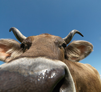 牛铃摄影照片_田野中的奶牛特写