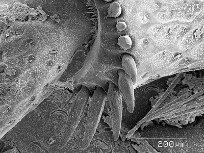 日本甲虫扫描电子显微镜