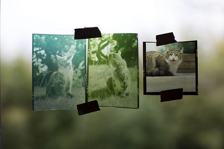 透明胶带摄影照片_展示猫的照片透明胶带贴在窗户上特写