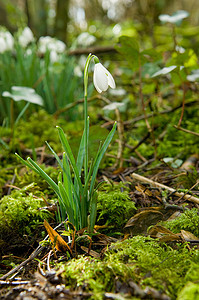 雪花莲和苔藓的特写