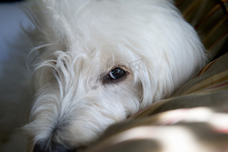 躺着的英国金毛狗小狗的肖像