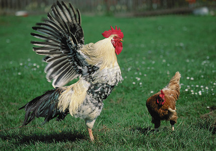 动物公鸡摄影照片_公鸡和母鸡