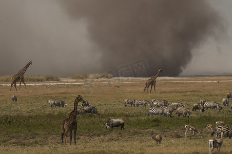 斑马和长颈鹿在平原地平线上的沙尘暴中吃草肯尼亚马赛马拉