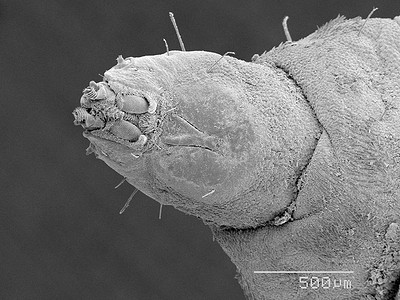 军蝇层蝇科蝇头扫描电子显微镜